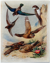 British Birds by Archibald Thorburn (1918)